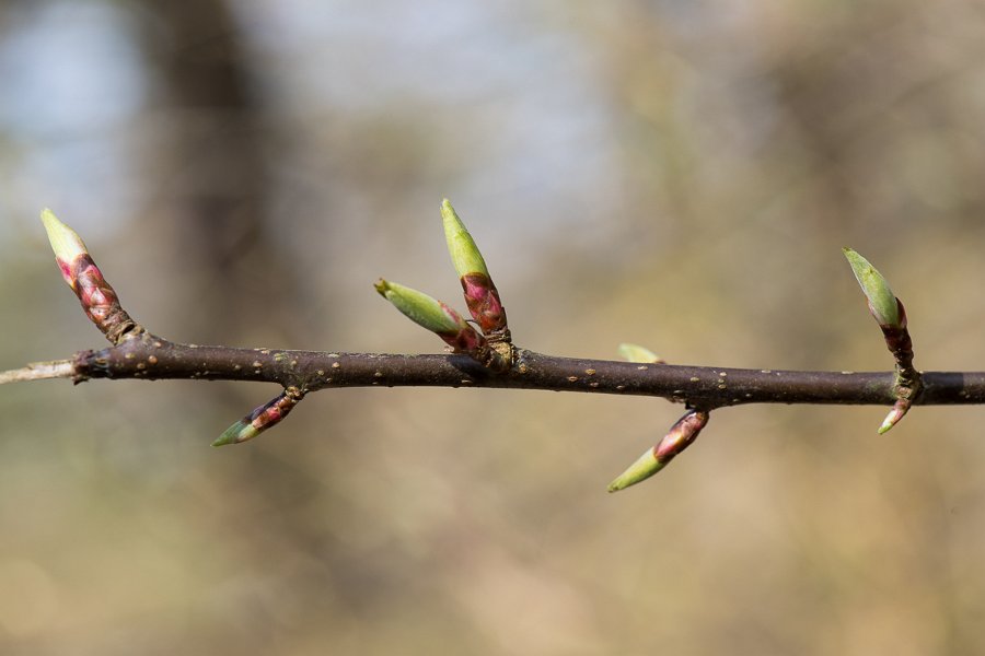 Forstbotanisk-66